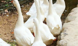 八鹅吃瓜菌娱乐圈